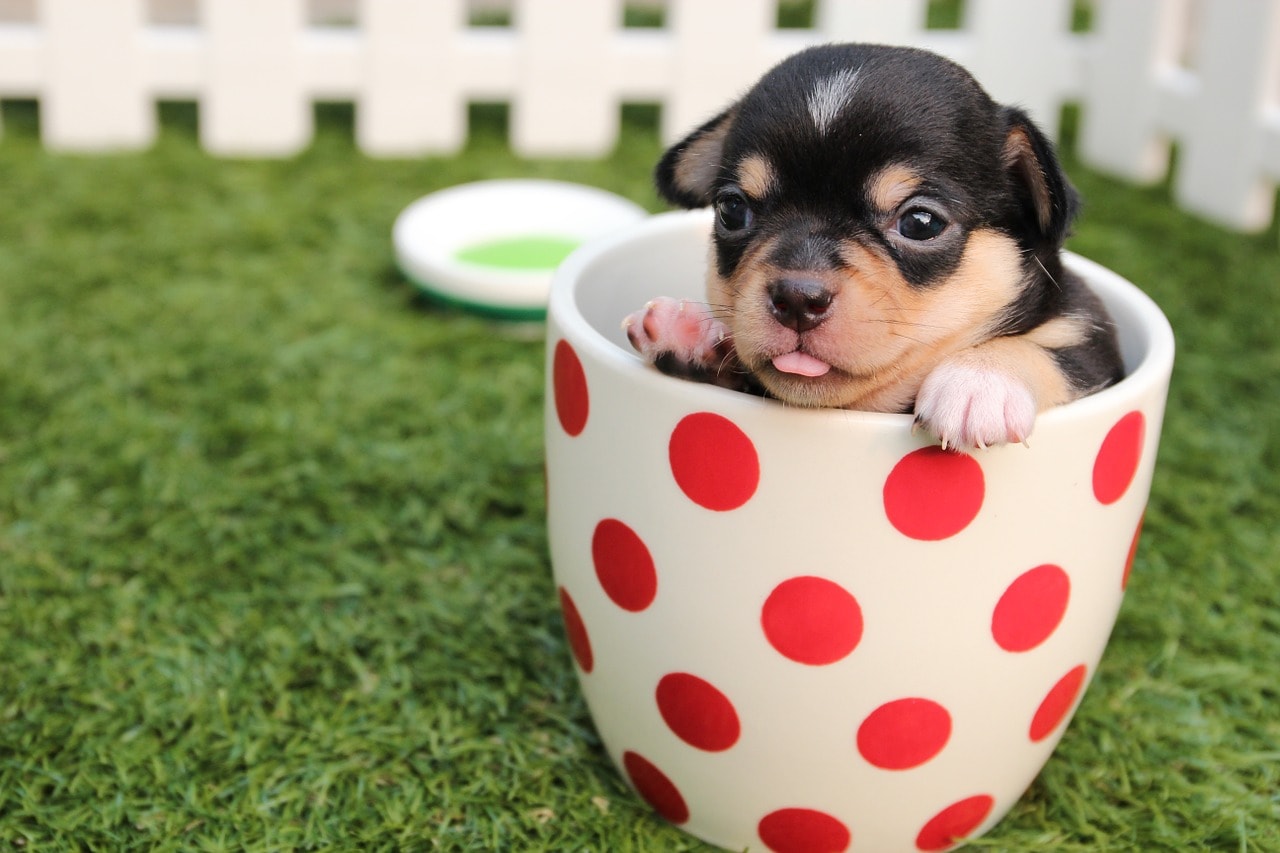 Süßer kleiner Hund in Tasse Becher