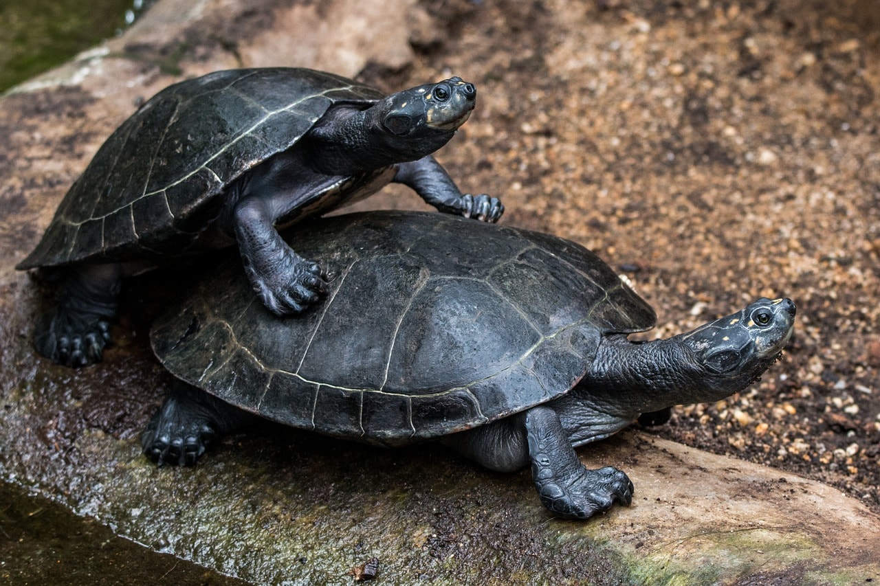 Wasserschildkröten spielen auf einem Stein