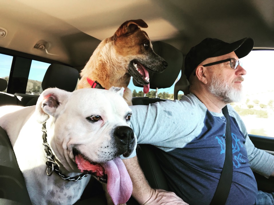 Ausflug im Auto mit zwei Hunden